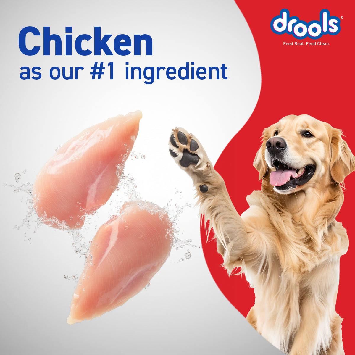 DROOLS ADULT CHIC & EGG DRY FOOD (XXL) - Animeal