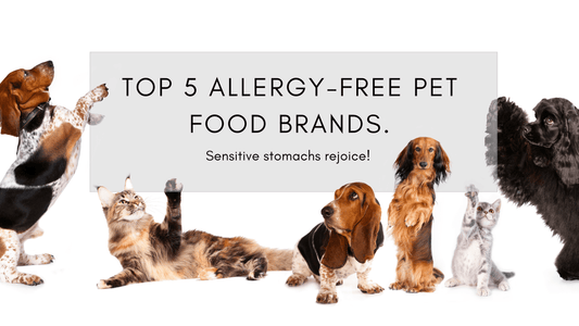The Best 5 Allergy-Free Pet Food Brands for Sensitive Pets|||Pet Food Brands for Sensitive Pets