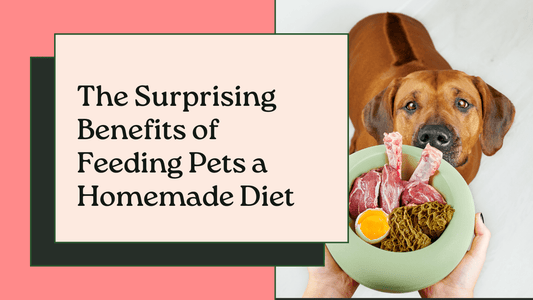 The Surprising Benefits of Feeding Pets a Homemade Diet||