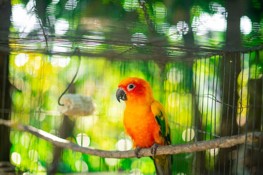 10 Best Tips To Take Care Of Your Pet Bird|