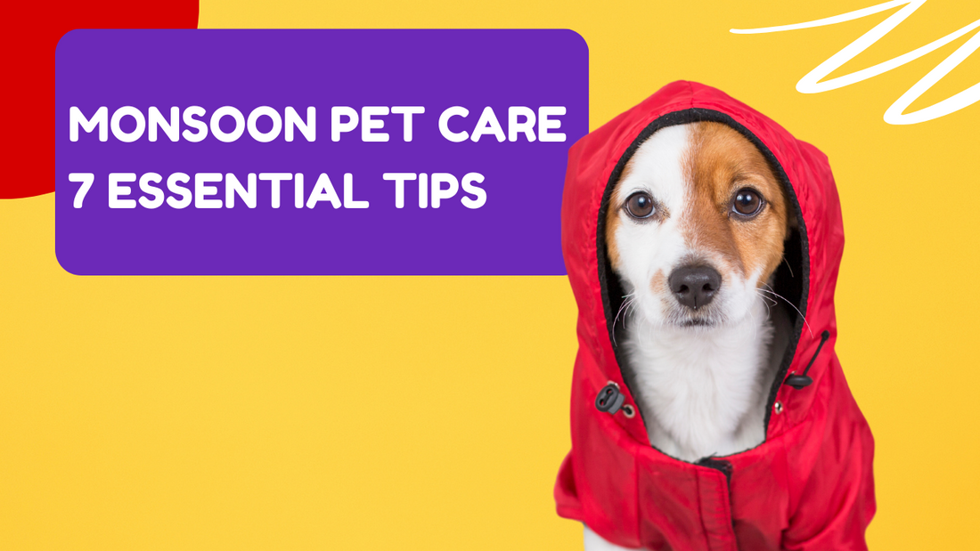 Monsoon Pet Care: 7 Essential Tips to Keep Your Furry Friend Safe|Monsoon Pet Care Tip 6 : Exercise and Mental Stimulation