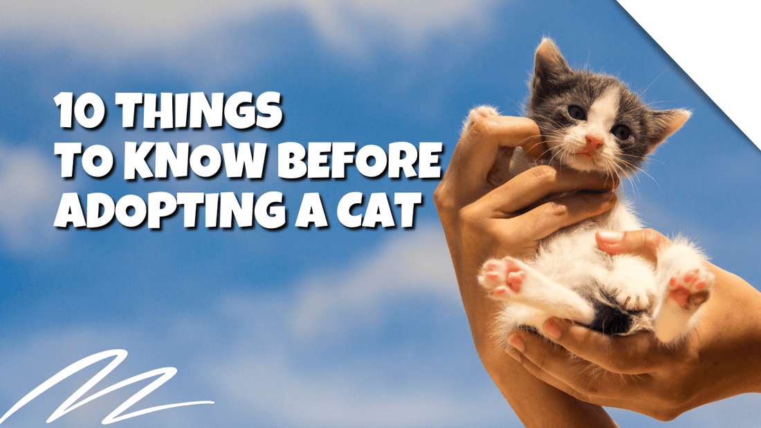 Adopting a Cat: 10 Crucial Factors to Consider|Prioritizing Veterinary Care