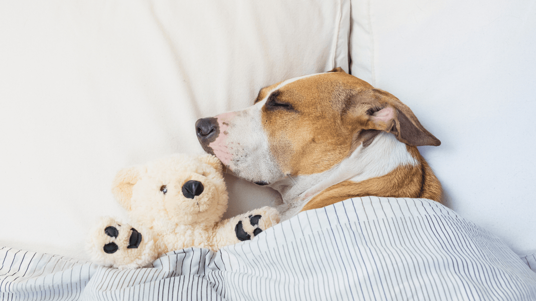 How to Choose the Right Pet Bed for Your Dog or Cat|Signs Your Pet Is Sick|How to Choose the Right Pet Bed for Your Dog or Cat