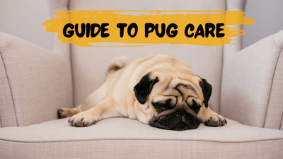 The Comprehensive Guide to Pug Care|Grooming Your Pug|Regular Health Checks for Pugs|