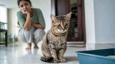 A cat sitting near its litter tray looking unwell, in a guide on diagnosing strange behaviour problems in cats