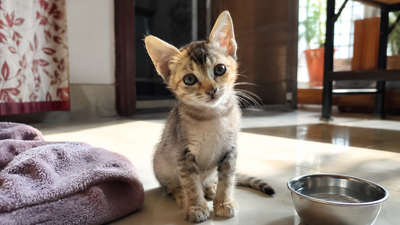 A young Indian kitten sitting in a sunlit home, representing first-year kitten care for Indian pet parents