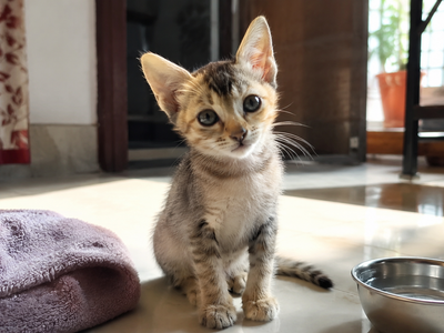 Kitten Care Guide: The First Year of Your Kitten's Life in India