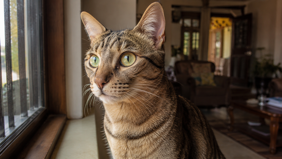 Alert domestic cat with bright detailed eyes sitting on a windowsill in an Indian home, showing the unique senses that make cats special