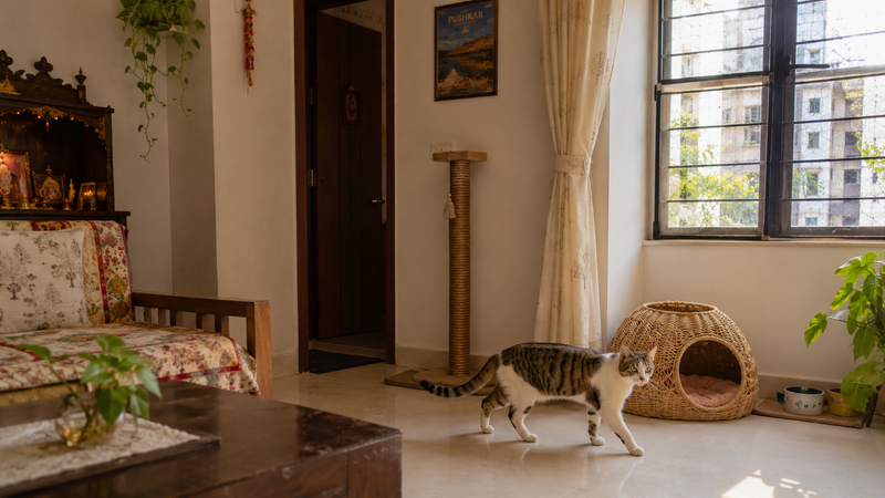 Setting Up Your Indian Home for a New Cat: Complete Room-by-Room Guide
