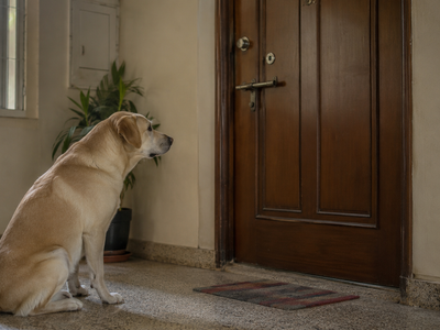 Separation Anxiety in Dogs: Signs, Causes, and Solutions