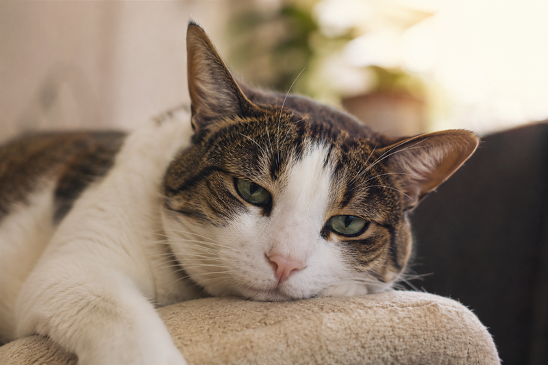 Calm domestic cat resting at home