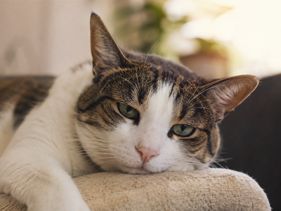 Diarrhea in Cats: Causes, Home Care, and When to See a Vet