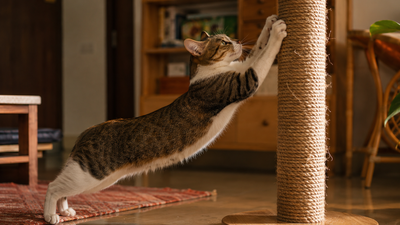 Cat fully stretching on sisal scratching post - appropriate scratching behaviour for cats