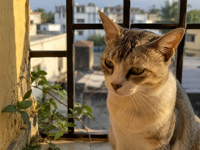 Surra in Cats: A Tropical Blood Parasite Disease Found in India