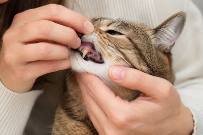 Cat owner gently checking their cat's gums for signs of redness