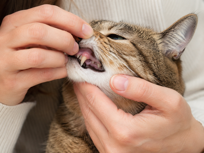 Gingivitis in Cats: Early Gum Disease — Signs, Causes, and Treatment