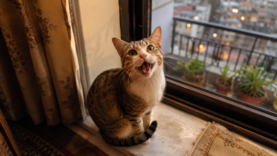 Cat sitting on a windowsill meowing in an Indian home, illustrating excessive vocalisation