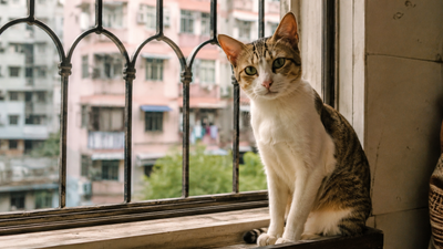 A content desi cat sitting on a windowsill in an Indian apartment, looking calm and at home