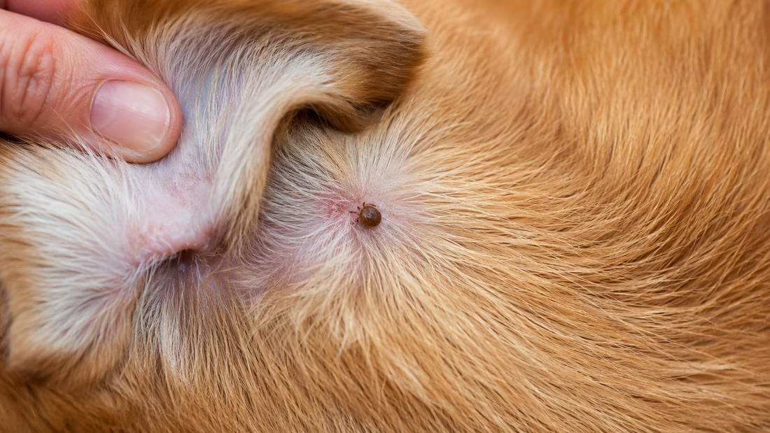 Close-up of a Brown Dog Tick attached behind a dog's ear — the primary vector of Babesiosis in India