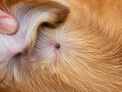 Blood Parasites in Dogs: Ticks, Mosquitoes, and What They Carry