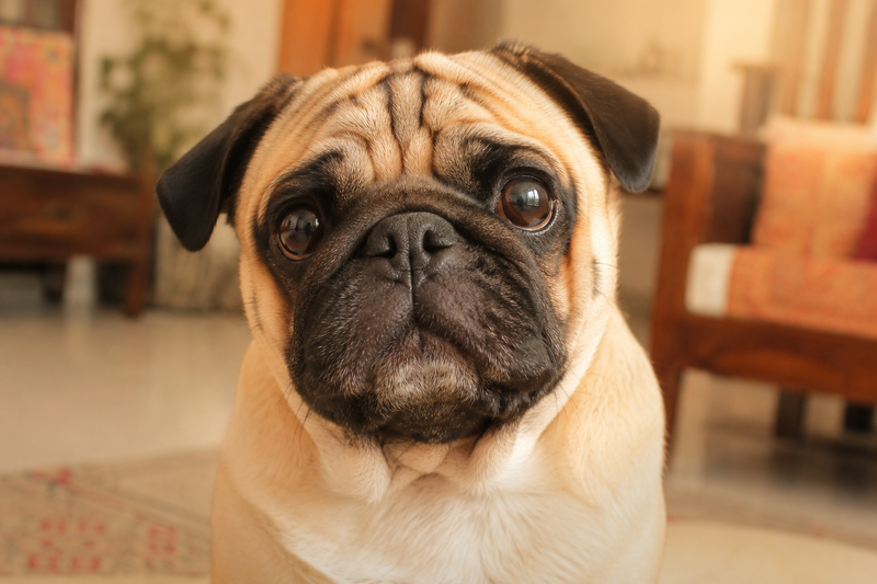 Close-up of a Pug's face, representing a breed prone to eye irritation and infection.