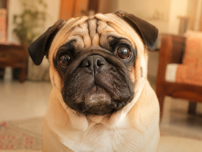 Eye Infections in Dogs: Causes, Signs, and Treatment