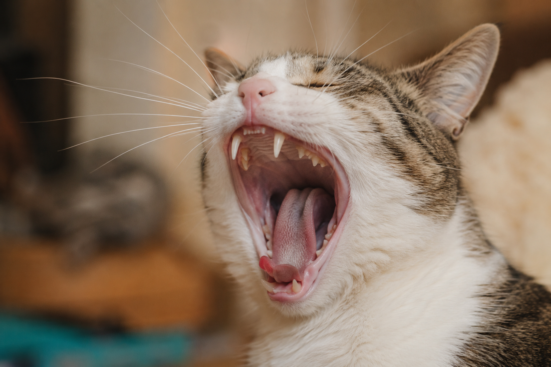 Close-up of a cat's teeth and gums visible during a yawn