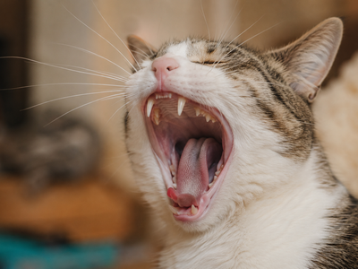 Periodontal Disease in Cats: Stages, Treatment, and Prevention