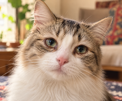 Close-up of a cat's watery, slightly reddened eye, illustrating early signs of conjunctivitis.