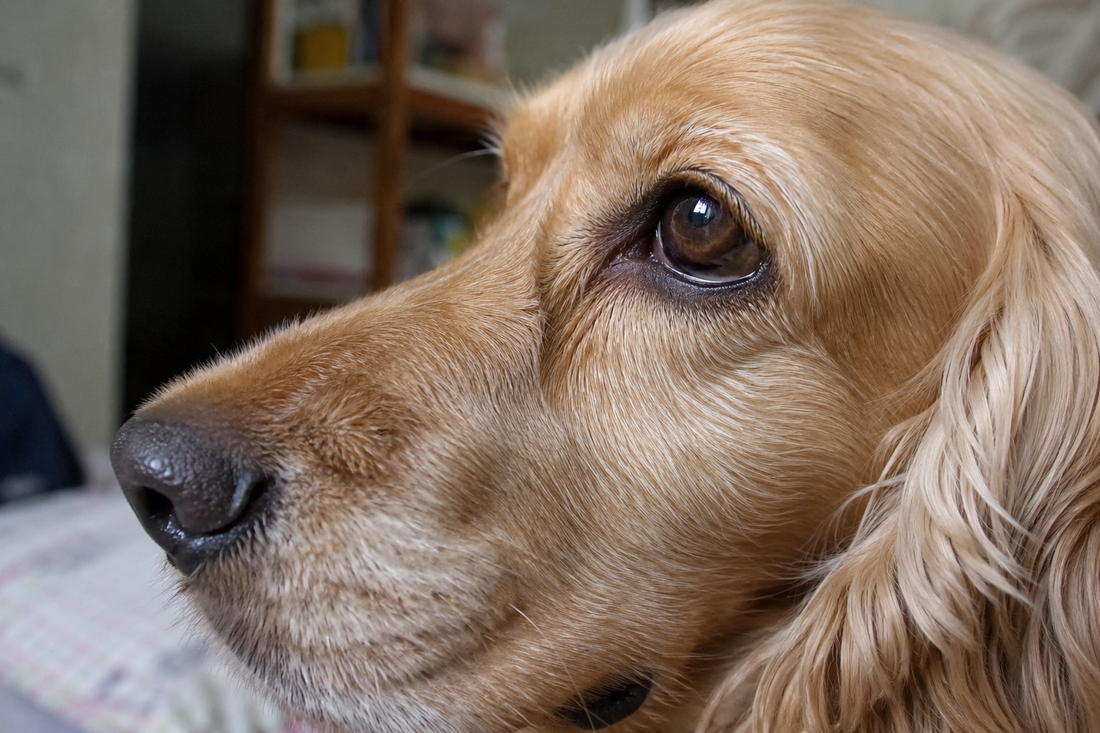 Close-up of a dog's eye and eyelid in natural lighting 