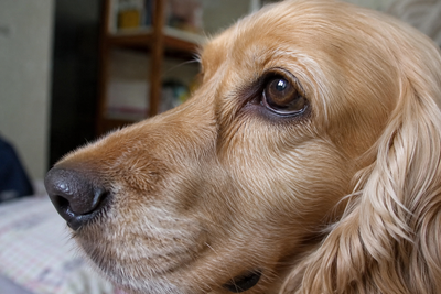 Close-up of a dog's eye and eyelid in natural lighting 