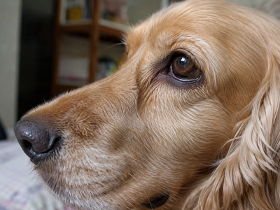 Eyelid Problems in Dogs: Entropion, Ectropion, and Lumps