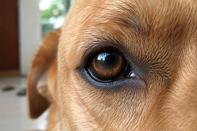 Close-up of a healthy dog's eye showing the iris, pupil, and cornea in natural light 