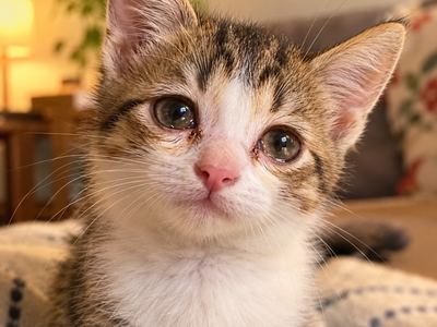 Chlamydia Eye Infection in Cats: Symptoms and Treatment