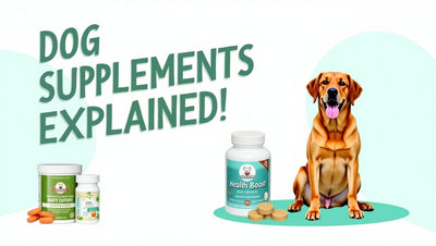 Dog supplements: what they are and how they support your dog’s balanced diet