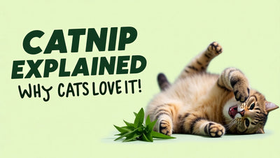 All About Catnip: Why Your Cat Loves It and How It Helps