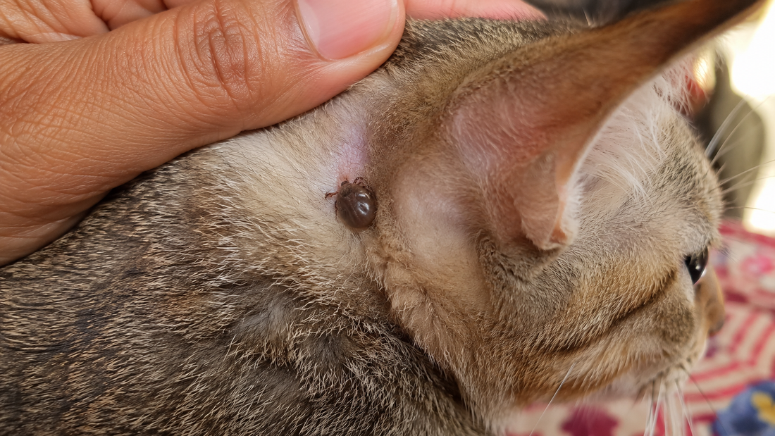Engorged tick attached behind a cat's ear — blood parasites and tick-borne disease in cats in India 