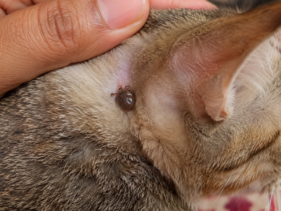 Blood Parasites in Cats: Hemotropic Mycoplasma, Babesiosis, and Surra