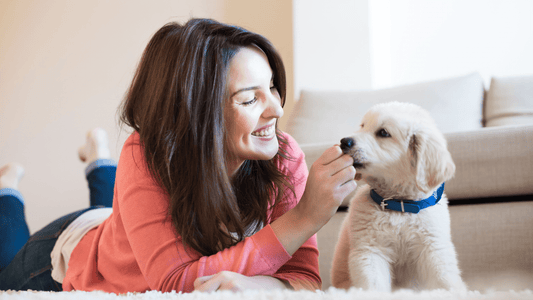 10 Essential Items Every New Pet Owner Needs|10 Essential Items Every New Pet Owner Needs