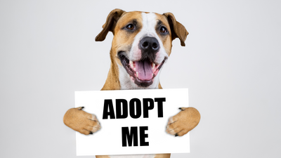 Pet Adoption The Ultimate Guide on : Discovering Your Furry Soulmate