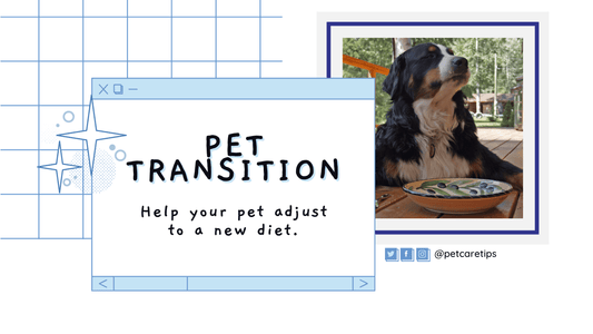 How to Transition your Pet to a New Food Successfully|Transition your Pet to a New Food|completing Transition your Pet to a New Food