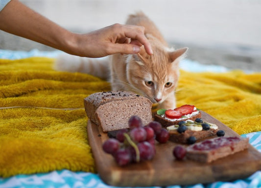 Human Foods that are Safe for your Cat|cat with eggs|Cat with fish|Cat with Carrot|cat with banana & apple