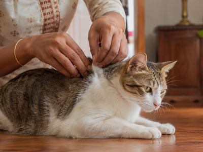 Parasites in Cats: Worms, Fleas, Ticks, and Mites — India Prevention Guide