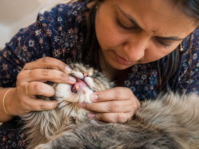 Bleeding and Clotting Disorders in Cats: Signs, Causes, and When to Go to Emergency