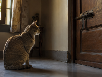 Separation Anxiety in Cats: Signs, Causes, and Solutions