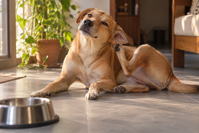 Indian pet dog scratching its ear on a tiled floor beside a steel food bowl, illustrating food allergy symptoms in dogs