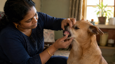  Indian pet parent checking her dog's pale gums at home for signs of anemia.