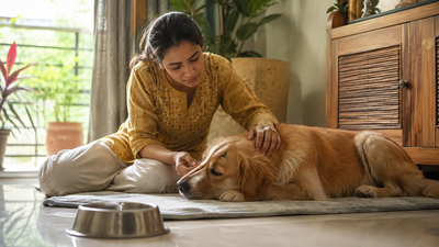 Indian pet parent checking on a dog with digestive upset at home