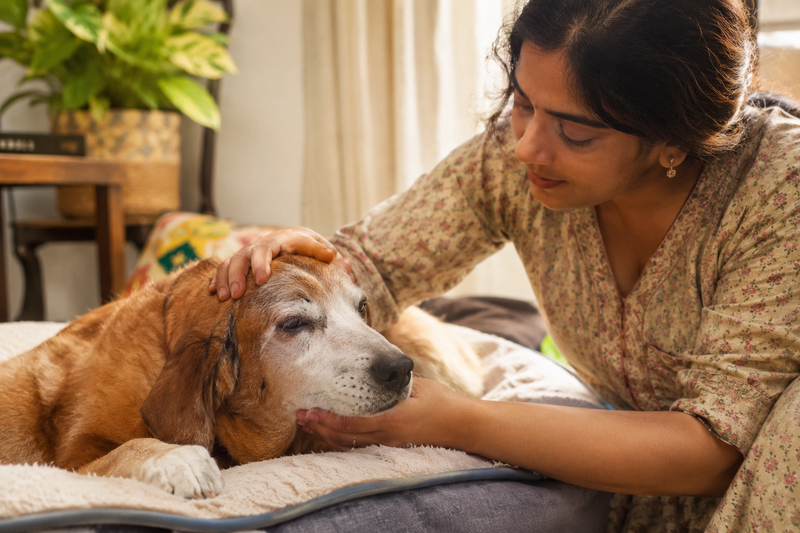 Indian pet parent checking on a senior dog with a persistent cough
