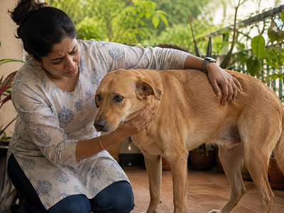 Constipation in Dogs: Causes, Home Care, and When to See a Vet